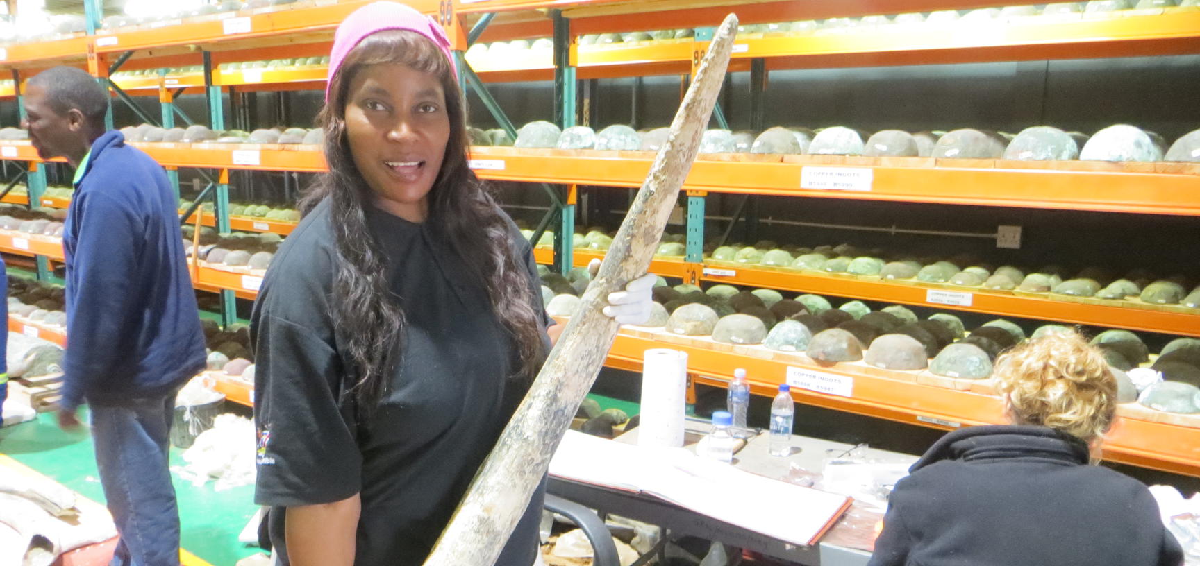 National Museum of Namibia curator Nzila M. Libanda-Mubusisi with one of the elephant tusks during sampling. Photo by: Judith Sealy 