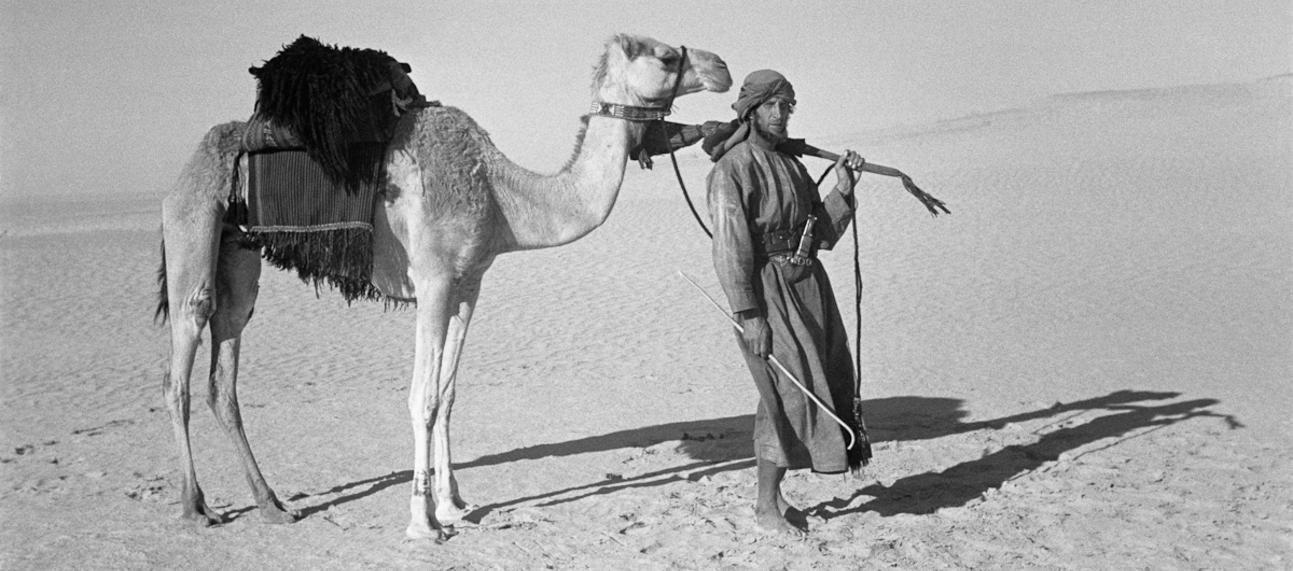 Camel and nomad