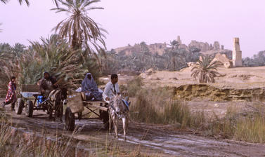 A road cuts through a desert landscape with date trees.  Two carts are drawn by donkeys. Two people sit on the first vehicle followed by a second cart driven by one man.  
