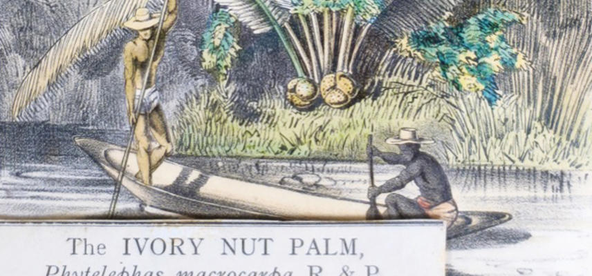 The Ivory nut palm