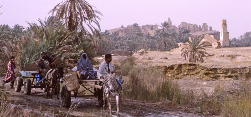 A road cuts through a desert landscape with date trees.  Two carts are drawn by donkeys. Two people sit on the first vehicle followed by a second cart driven by one man.  