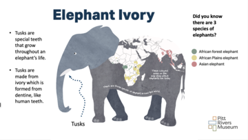 Title slide of a PowerPoint presentation on Elephant Ivory showing an illustration elephant