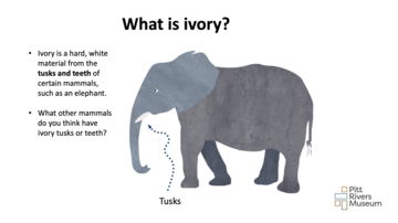 Title slide of a PowerPoint teacher presentation on ivory with an illustration of an elephant and text asking: what other animals do you think have ivory tusks or teeth?
